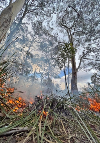 Cultural Burning