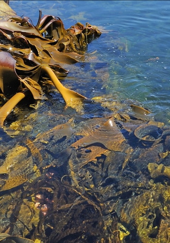 Tasmanian Kelp